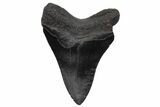 Serrated, Fossil Megalodon Tooth - South Carolina #236068-1